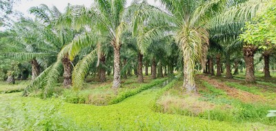 สวนปาล์ม คลอง 11 หนองเสือ 19 ไร่  พร้อมเก็บผลผลิต มีรายได้ทุกๆเดือน 