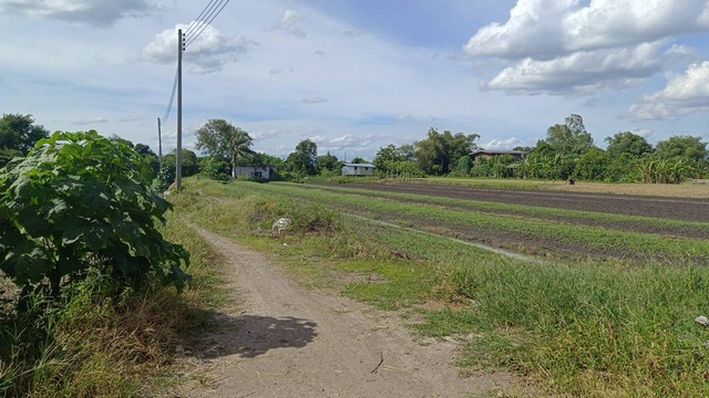 ที่ดิน บางเดื่อ ใกล้ถนนราชพฤกษ์ ตัดใหม่ ปทุมธานี