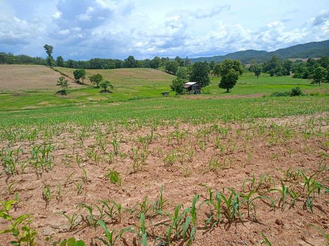 โอกาสทอง! ที่ดินสวยที่บ้านศรีนาชื่น 