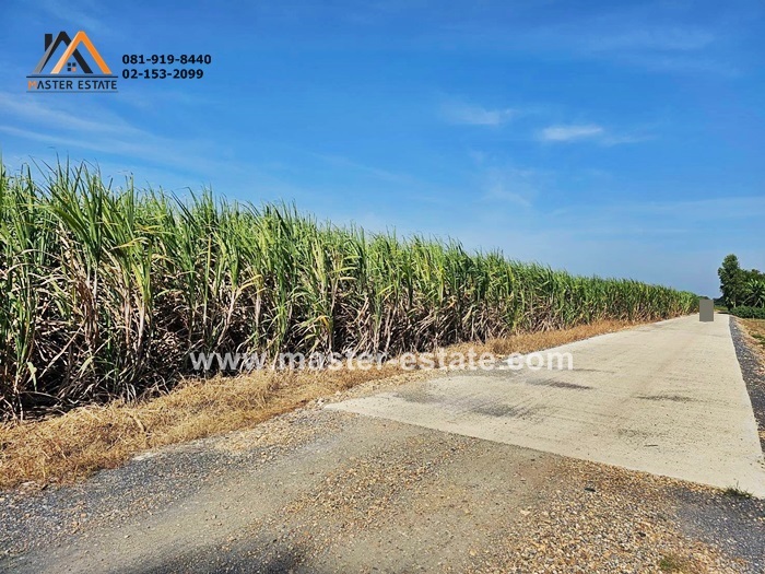 SaleLand Sugarcane plantation, large plot, Kanchanaburi Province
