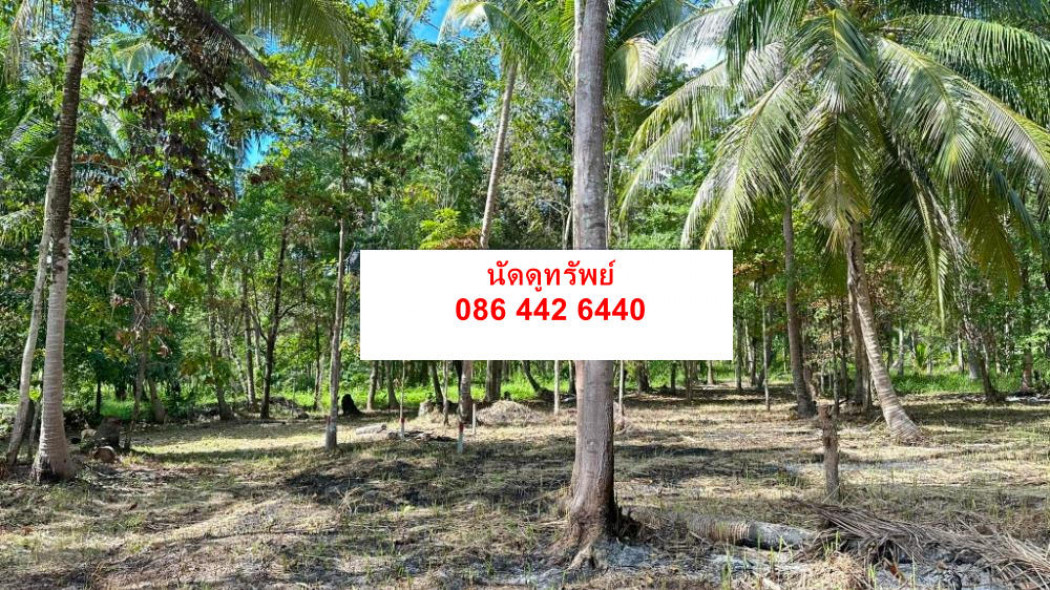 SaleLand Land for sale Koh Phangan 1 ngan 12 sq m ID-13501