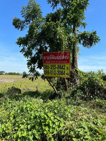 ขายที่ดิน ขายที่ดิน  31-0-31 ไร่  อำเภอโคกเจริญ ลพบุรี