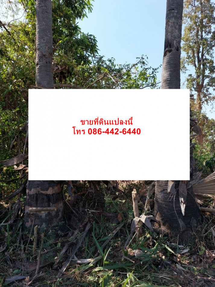 SaleLand Land for sale, Highway Ban Mai Chaiyapoj-Phon Road, Dong Kheng Subdistrict, Nong Song Hong District, ID-13526.
