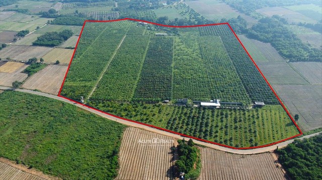 ขายที่ดิน ขายสวนมะม่วง อ.ป่าซาง จ.ลำพูน พร้อมต้นมะม่วง 5,000 ต้น