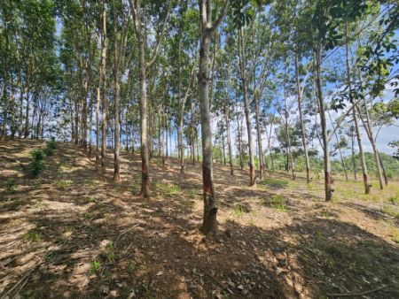 SaleLand Land for sale, 1,200 -1,500 rubber trees, 5-10 durian trees, selling for 35 rai.