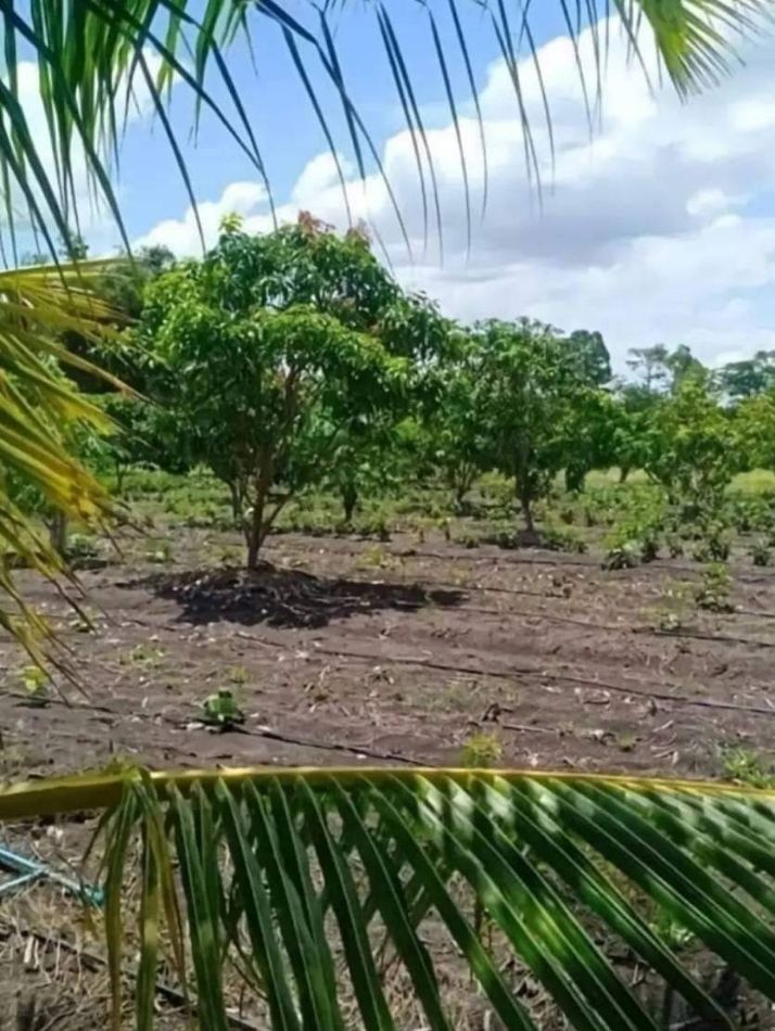 SaleLand Land for sale, coconut plantation, mixed garden, Red Garuda title deed, ready to transfer, 6 rai, 250000 baht each. If interested, contact
