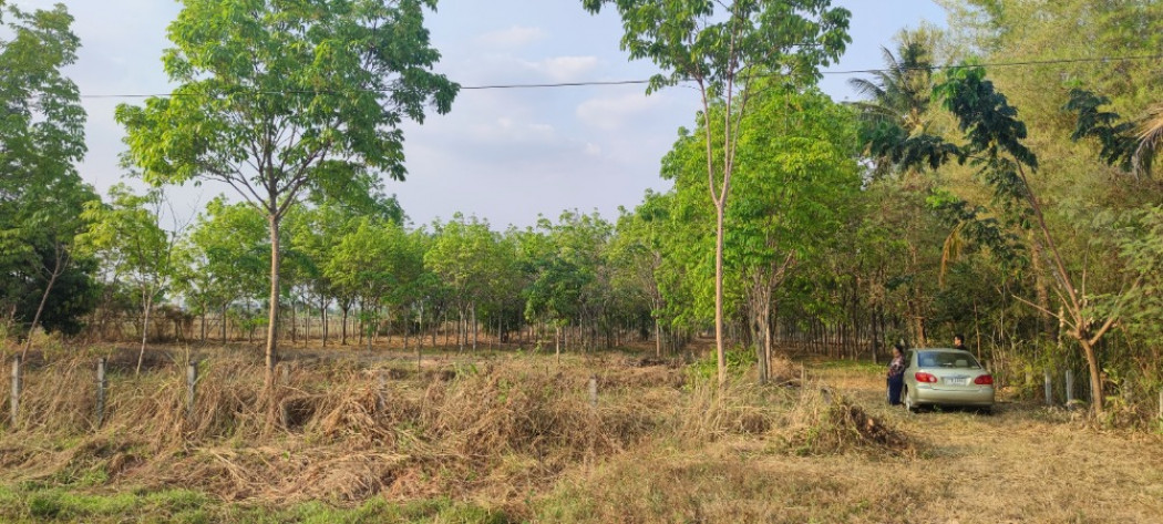 SaleLand Land for sale, 7 rai 20 sq m. with rubber plantation, next to the road, near the community ID-13828