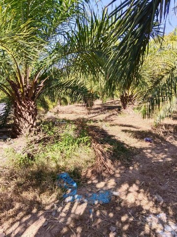 SaleLand ขายที่ดินพร้อมสวนปาล์ม 1,200 ต้น จำนวน 70 ไร่ อำเภอหล่มเก่า 