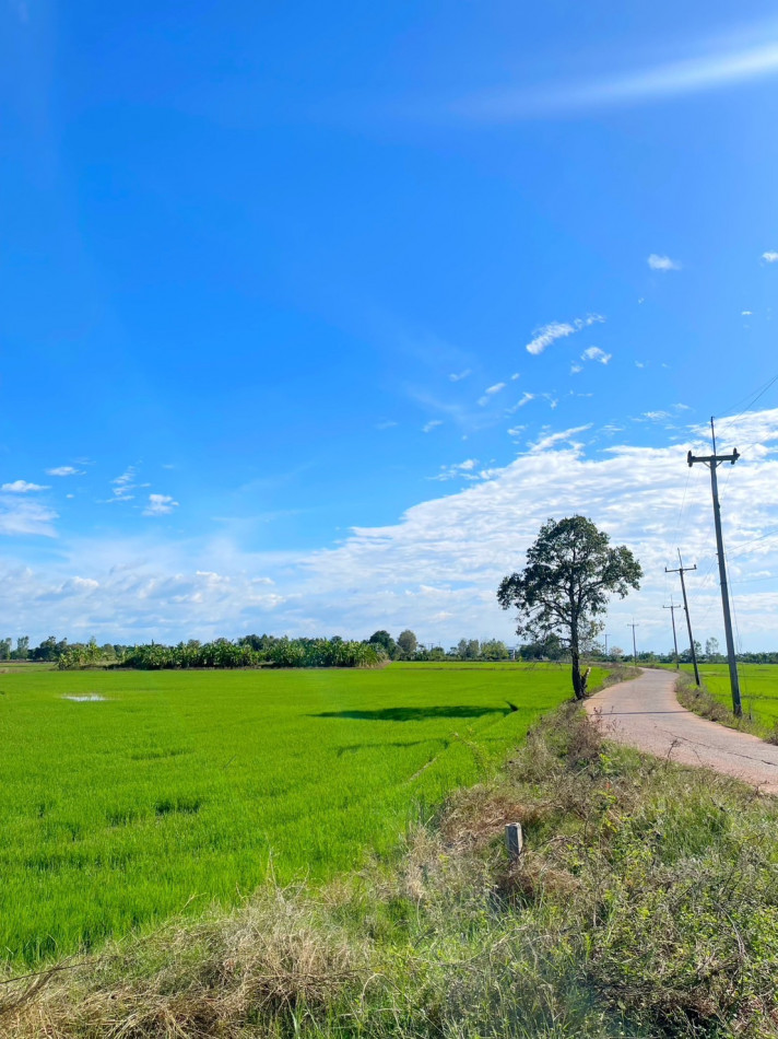 SaleLand Dong Noi land for sale, 7 rai, rice field next to a concrete road. Near road 3076 - 5.2 km., Ratchasat District, Chachoengsao.