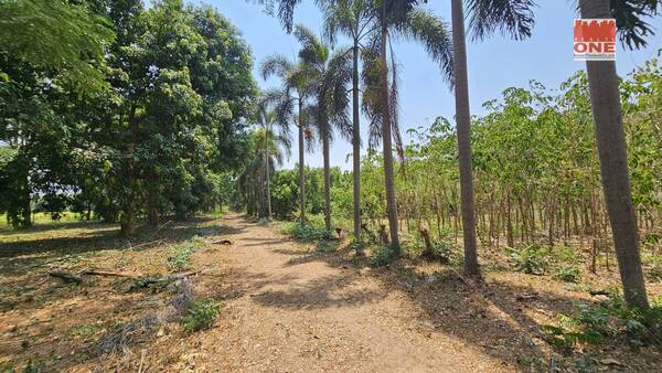 ขายที่ดิน 4-1-44 ไร่ อำเภอเมือง กาญจนบุรี สวนมะยงชิด สวนเบญจพรรณ 