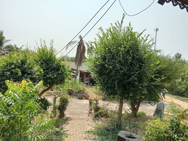 SaleLand ขายที่ดิน ตามโฉนด  3 แปลง รวม 7-2-33 ไร่ ท่ามะกา กาญจนบุรี  ที่ดิ