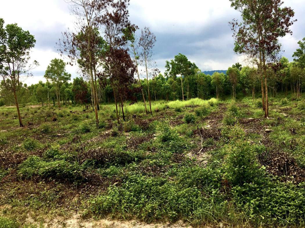SaleLand Land for sale in Nonsi, 6 rai, near Hillside Golf Course 2 km. Near Suwannason Road 33-6 km. Kabinburi District, Prachinburi