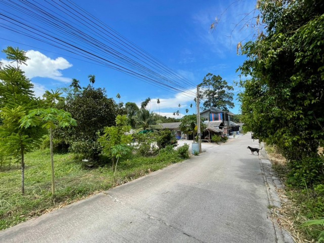 SaleLand Land for sale in Nong Taphan next to concrete road, area 206 sq m.