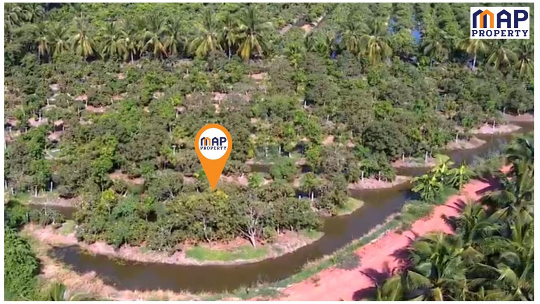 SaleLand Land for sale, land, beautiful 5 year old mango orchard - 5 rai, plentiful water available all year.