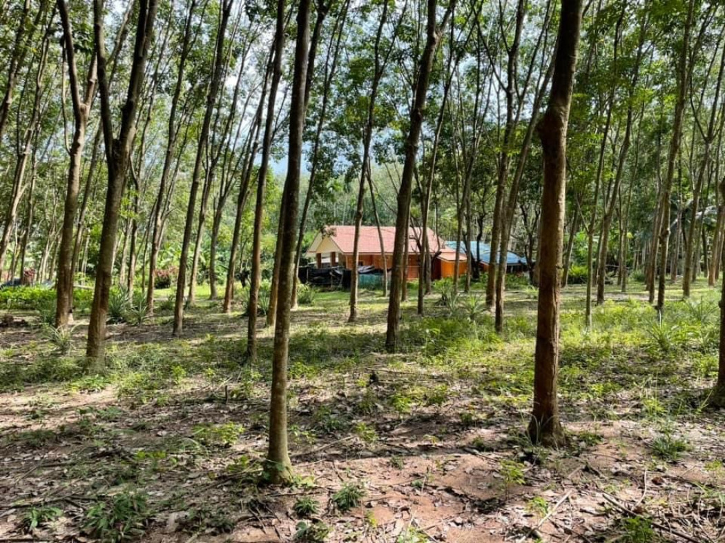 SaleLand Land for sale with 100 rubber trees. Ban Nong Bua, area 2 rai, near road 3574-600 meters, Ban Khai District, Rayong Province.
