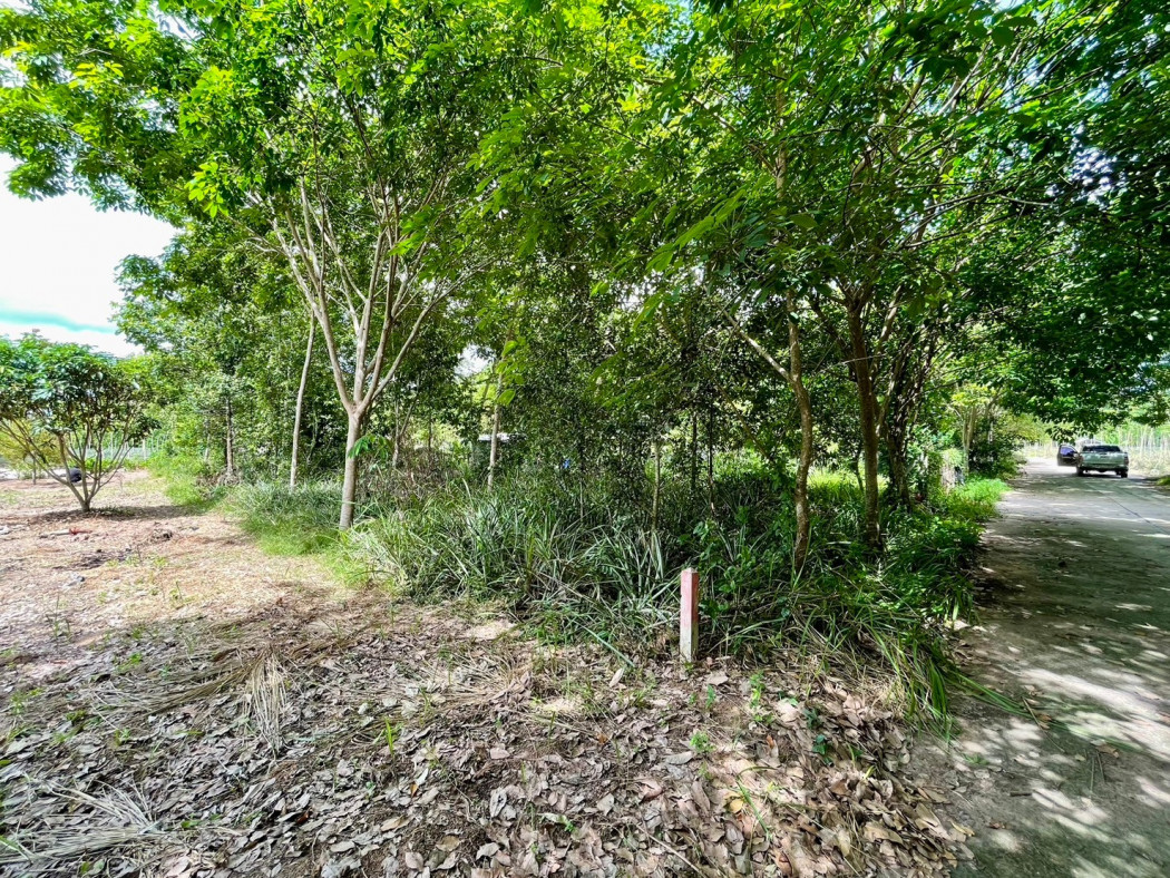 SaleLand Land for sale in Nong Lalok, next to a concrete road, area 101 sq m.,