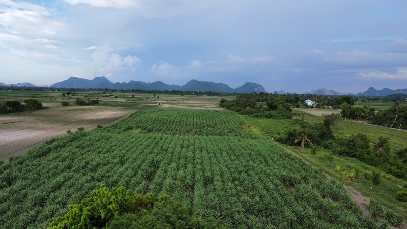 ขายที่ดิน ขายที่ดิน 25 ไร่ ริมถนนซอยพิบูลย์อนุสรณ์ พระพุทธบาท สระบุรี