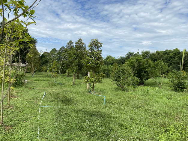 ขายที่ดินพร้อมสิ่งปลูกสร้าง ขนาด 10 ไร่ และพร้อมสวนทุเรียน บรรยากาศดีเป็นส่วนตัว ซอยเกาะวังบ่อ พนมสา