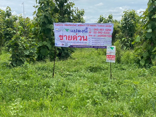 SaleLand ที่ดินพร้อมต้นสัก 52-0-99 ไร่ ต.เขาทราย อ.ทับคล้อ จ.พิจิตร