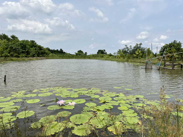 RentLand แบ่งให้เช่าที่ดิน ทำเลดี ใกล้วัดป่าคลอง 11 หนองเสือ จังหวัดปทุมธา