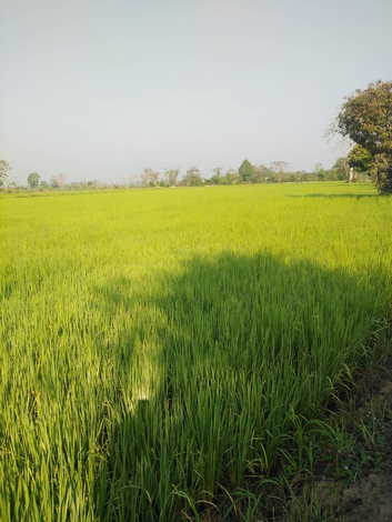 ขายที่ดินวิวทุ่งนา สวย ธรรมชาติ อำเภอเชียงแสน จังหวัดเชียงราย   (เจ้าของขายเอง)