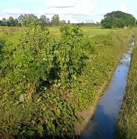 ขายที่ดิน ขายที่ดินทุ่งนา บ้านนาเพียง ต.สำราญ อ.เมืองขอนแก่น 8-0-23.8 ไร่