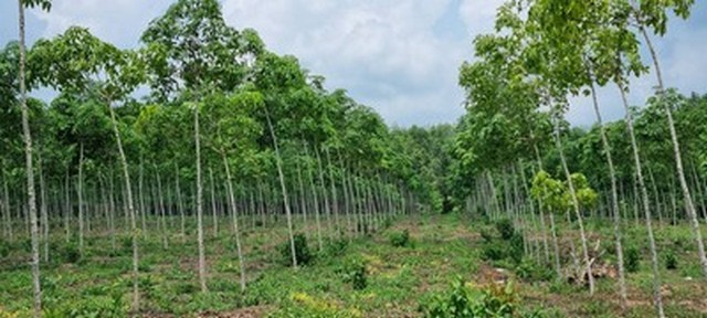 ขายที่ดินพร้อมสวนยาง 41ไร่ ในตัวเมืองจังหวัดตราด ใกล้ตลาด 