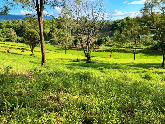 ขายที่ดิน ที่ดินเนินดอยจังหวัดน่านราคาจับต้องได้วิวร้อยล้าน