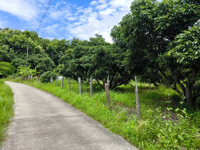 ขายที่ดินพร้อมสวนลำไย อำเภอพร้าว จังหวัดเชียงใหม่ 