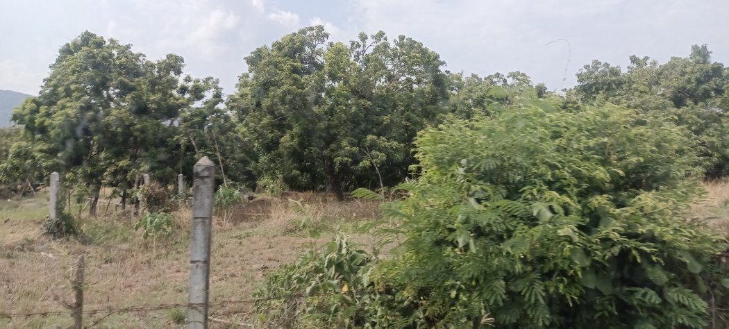 SaleLand Land for sale, large longan orchard, Sop Tia, Chom Thong, area 45 rai, price 400,000/rai