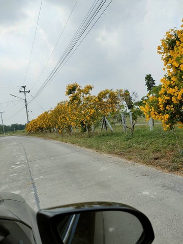 ขายที่ดิน ขายที่ดิน อำเภอ อู่ทอง จังหวัด สุพรรณบุรี เนื้อที่ 3 ไร่ โฉนดครุฑ