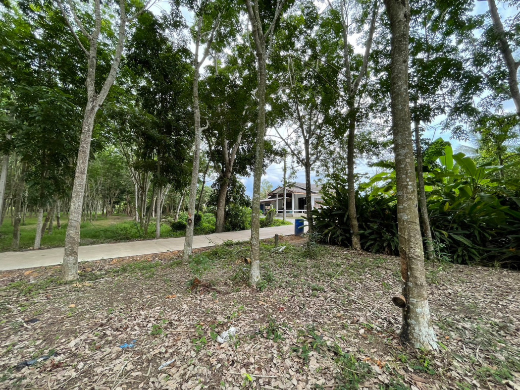 SaleLand Land for sale with rubber plantation, area 379 sq m., next to the road.