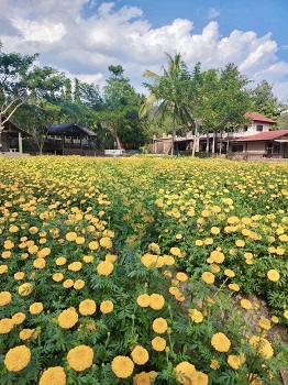 ที่ดิน พร้อม รีสอร์ต แม่ริม เชียงใหม่ บรรยากาศธรรมชาติ ติดภูเขา