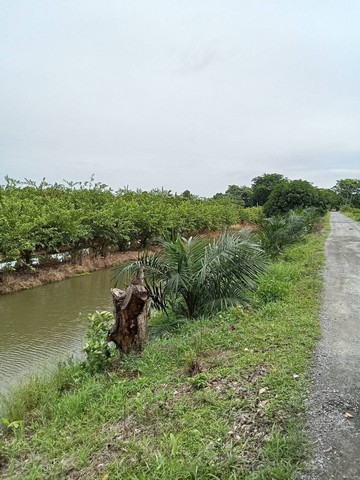 ขายที่ดินแบ่งขาย อำเภอหนองแค สระบุรี 25ไร่