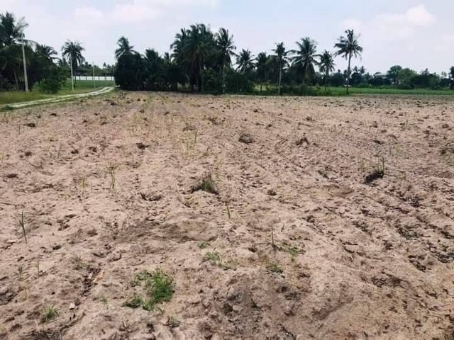 ขายด่วน! ต้องการหานายทุน ที่ดินเปล่า บ่อทอง ปราจีนบุรี