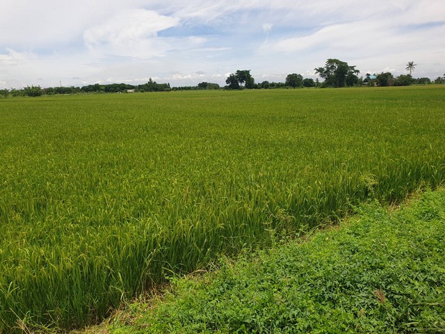 ขายที่ดิน 2 แปลง  อำเภอ ดอนเจดีย์ จังหวัด สุพรรณบุรี