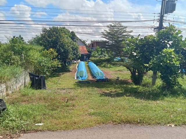 ขายที่ดิน ขายด่วน ที่ดินหนองคายโพนสา ตรงข้ามหาดท่ามะเฟือง  1-2-49 ไร่  4 ล้