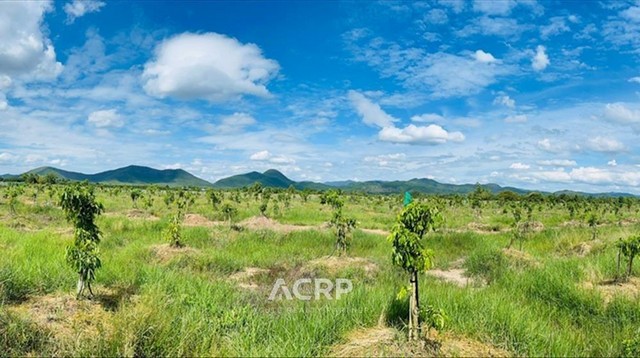 ขายที่ดิน ขายที่ดิน ตำบลมะเขือแจ้ เมืองลำพูน  ขนาด 15 ไร่