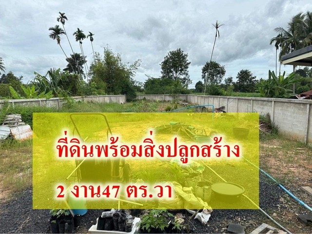 ขายที่ดิน ขายด่วนที่ดินพร้อมสิ่งปลูกสร้าง 247 ตารางวา กันทรลักษ์  ศรีสะเกษ