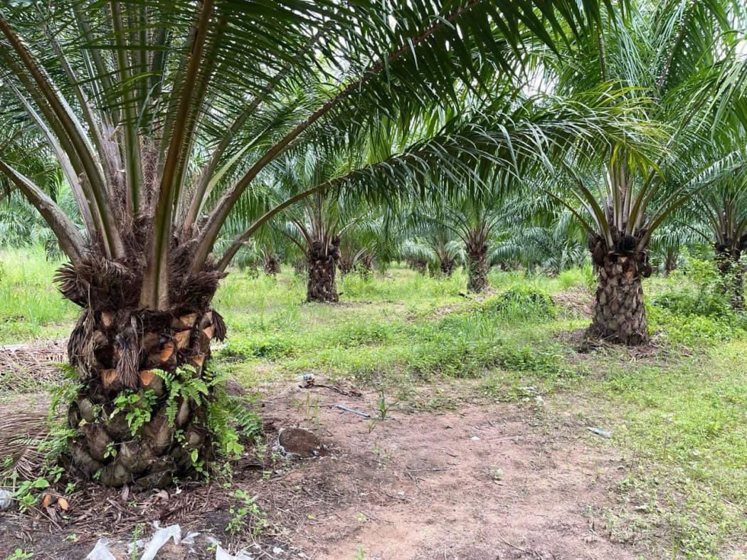 SaleLand Land for sale in Pa Yup Nai with palm plantation, area 5 rai, next to EECi office,