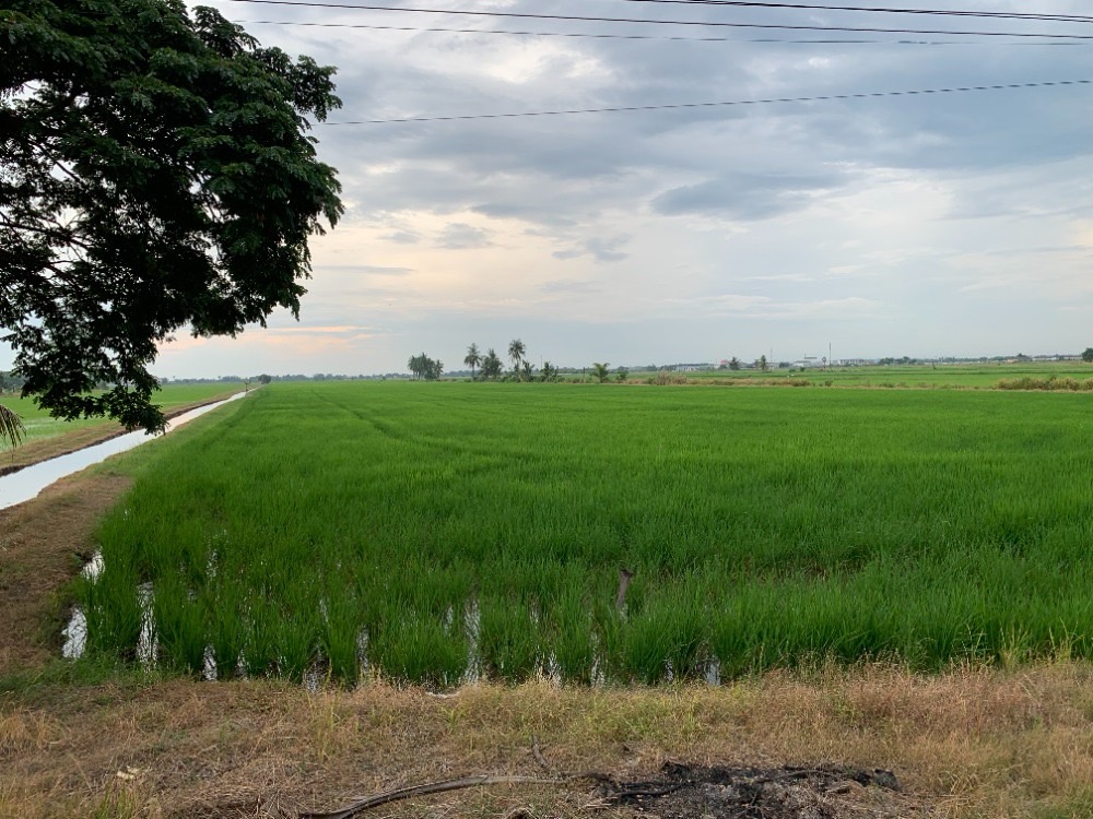 ขายที่ดิน ขายที่ดิน ทำเลดี คลอง 8 ฝั่งตะวันออก อำเภอลำลูกกา จังหวัดปทุมธานี 