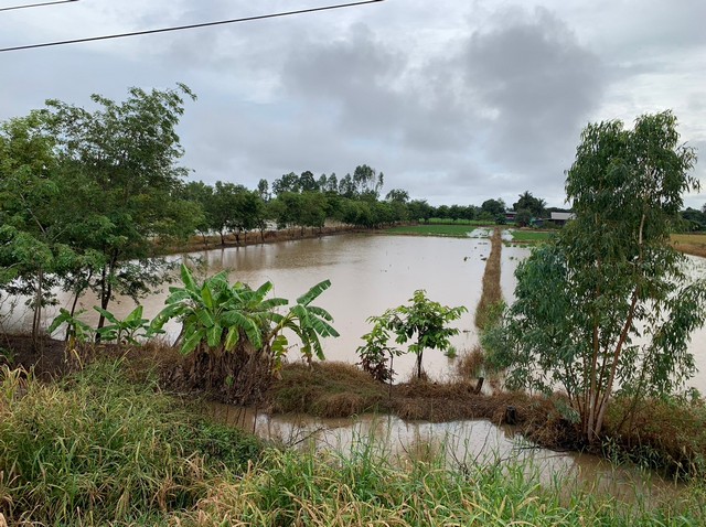 ขายที่ดิน ขายที่นา ขนาดพื้นที่ 3 - 2 – 50.5 ไร่ ติดทางหลวงถนนสิงหวัฒน์แยกคล