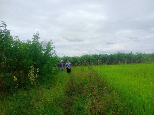 ขายที่ดิน ที่นา 12 ไร่ บ้านร่องหอย อ.ศรีเทพ จ.เพชรบูรณ์