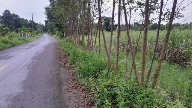 ขายที่ดิน ขายที่ดินด่วน บ้านหนองหอย อำเภอกบินทร์บุรี จังหวัดปราจีนบุรี 