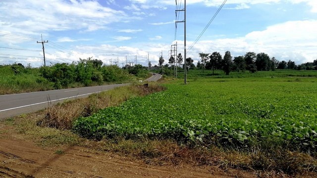 ขายที่ดิน ขายที่ดิน  ต.ลาดแค อ.ชนแดน จ.เพชรบูรณ์ 