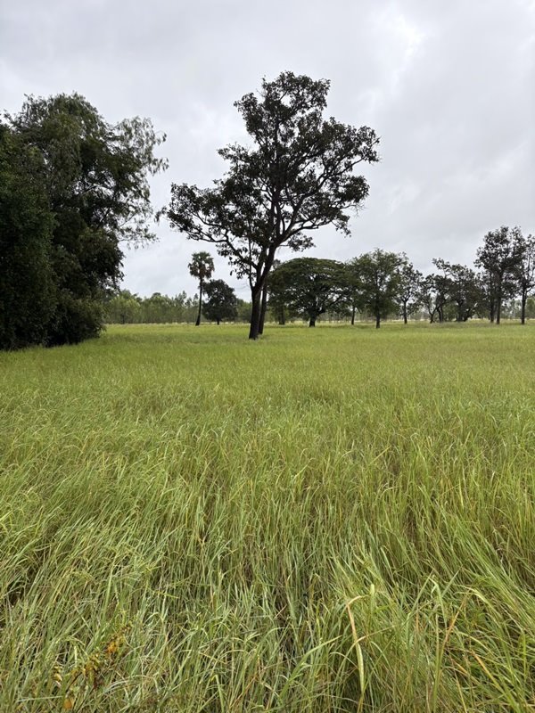 ขายที่ดิน ด่วน ขายที่นา ราคาถูก อ.กันทรารมย์ จ.ศรีสะเกษ เนื้อที่ 12 ไร่ 2 งาน 62.6 ตร.ว. โทร 062-5982441