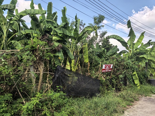 ขายที่ดิน ขายที่ดินเปล่า 70ตรว. คลอง11 หมู่บ้านนริศรา ซ.4 ถูกกว่าราคาประเมิน เจ้าของขายเอง โทร 0969654945