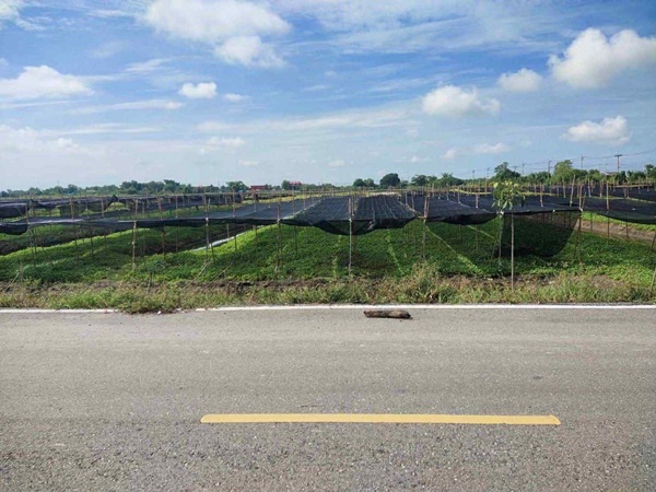 ขายที่ดิน ขายที่ดิน 4 ไร่ 135 ตารางวา อ.ไทรน้อย จ.นนทบุรี หน้ากว้างติดถนนตัดใหม่ บรรยากาศดี โทร 065-365-4426