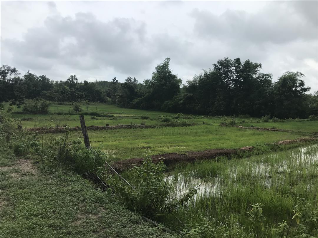 ให้เช่าที่ดินเพื่อการเกษตร 10 ไร่ ที่ อำเภอสว่างแดนดิน จังหวัดสกลนคร