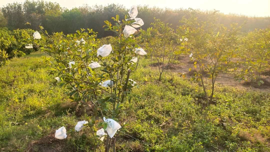 ขายที่ดิน 8 ไร่ อำเภอภูหลวง มีโฉนดครุฑแดง ติดถนน ขายถูก เจ้าของขายเอง